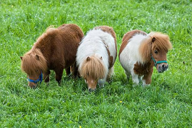 Cavalos Falabella Horses